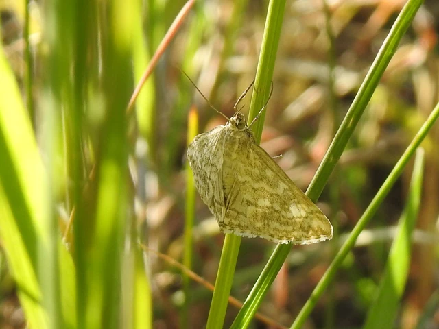 Evergestis frumentalis - tavaszi dudvamoly