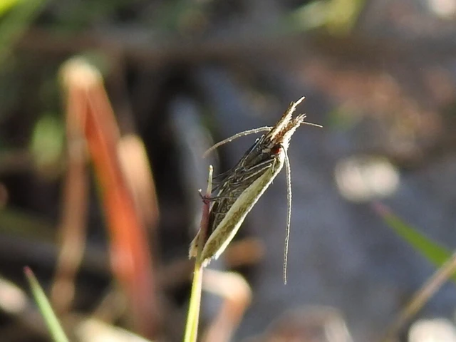 Pleurota