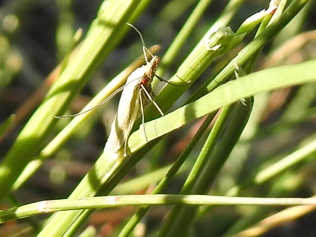 Pleurota