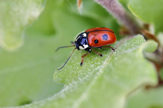 Cryptocephalus cordiger - szíves zömökbogár