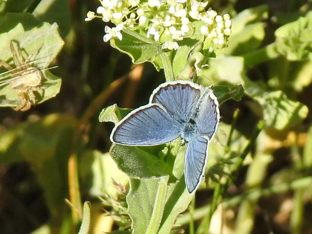 Plebejus argyrognomon - tintakék boglárka