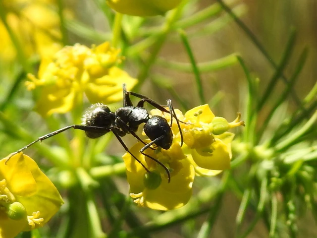 Camponotus vagus - fekete lóhangya