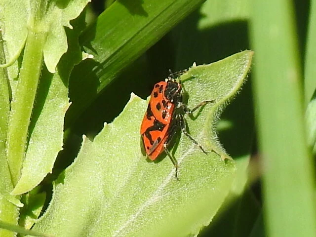 Eurydema ornata - díszespoloska Eurydema ornata - díszespoloska