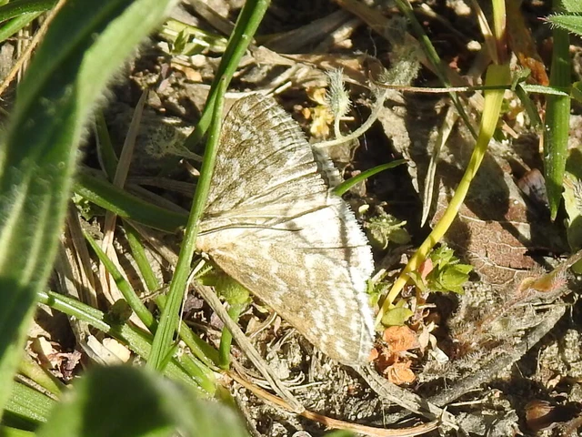 Evergestis frumentalis - tavaszi dudvamoly