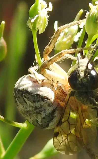 Xysticus