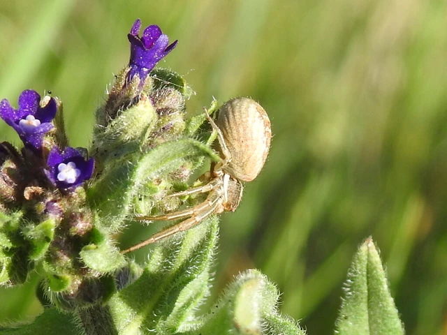 Xysticus