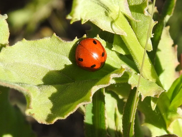 Coccinella septempunctata - hétpettyes katica