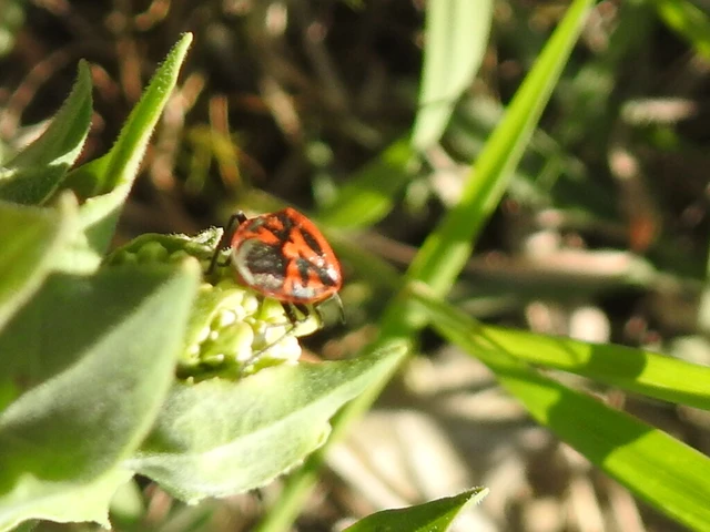 Eurydema ornata - díszespoloska Eurydema ornata - díszespoloska