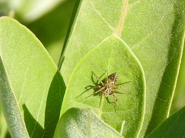 Oxyopes