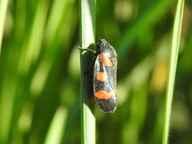 Cercopis sanguinolenta