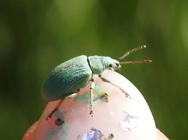 Phyllobius virideaeris - halványzöld levélormányos