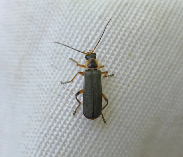 Cantharis nigricans - feketéllő lágybogár