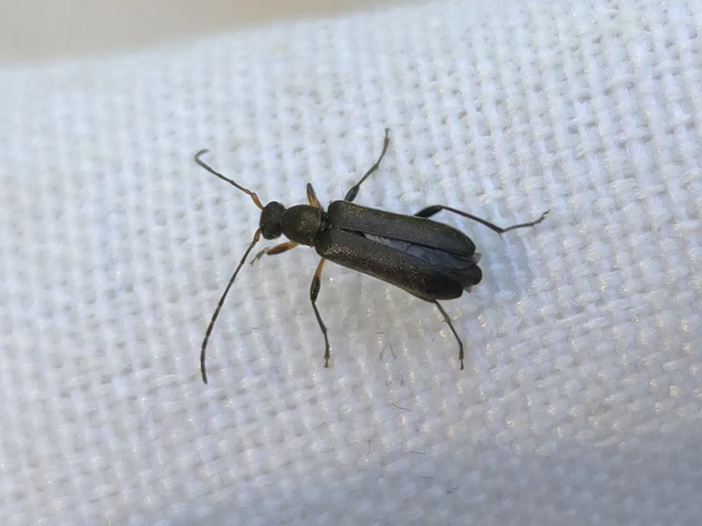 Grammoptera ruficornis - gyűrűscsápú galagonyacincér Grammoptera ruficornis - gyűrűscsápú galagonyacincér
