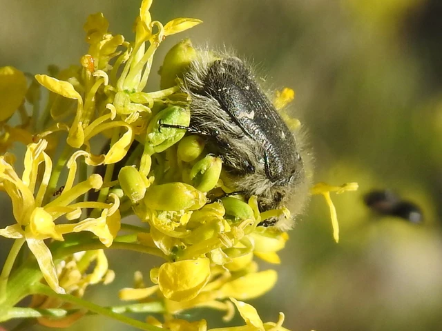 Tropinota hirta - bundás virágbogár