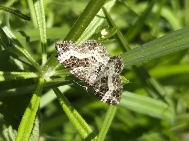 Epirrhoe alternata - galaj-tarkaaraszoló