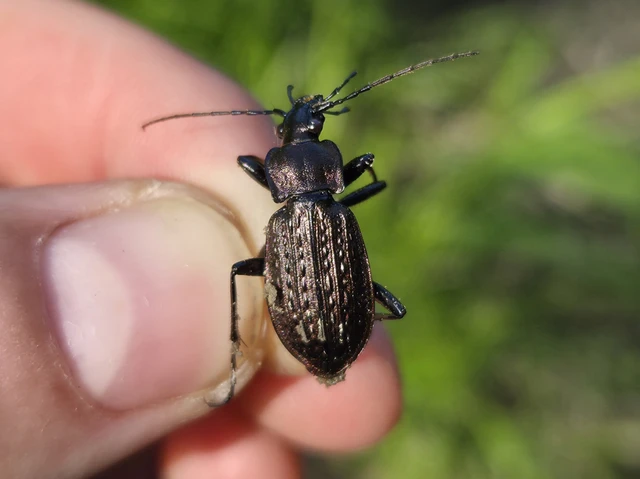 Carabus granulatus - mezei futrinka Carabus granulatus - mezei futrinka