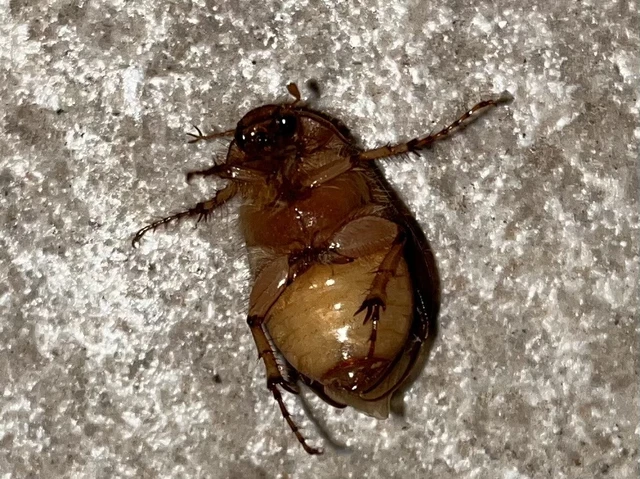 Rhizotrogus aestivus - tavaszvégi cserebogár