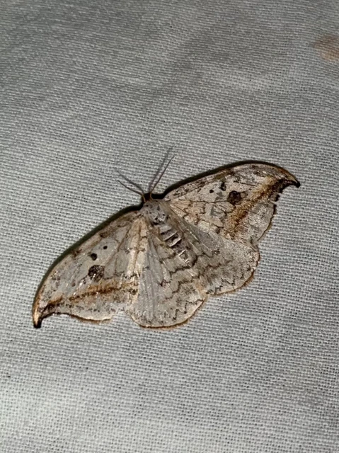 Drepana falcataria - nyárfa-sarlósszövő