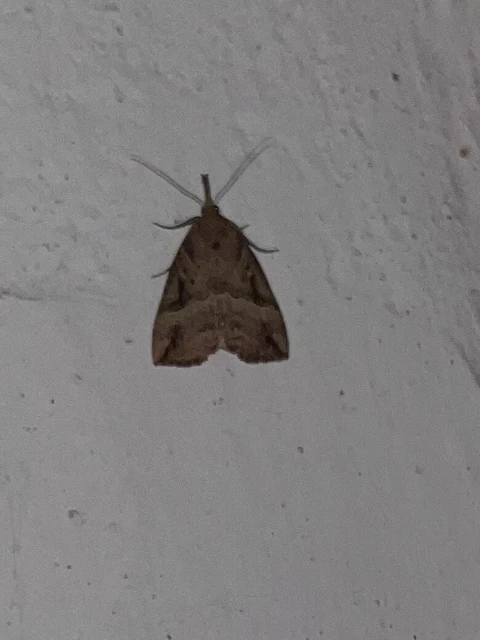Hypena rostralis - közönséges karcsúbagoly