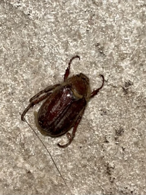 Holochelus aequinoctialis - tavaszeleji cserebogár