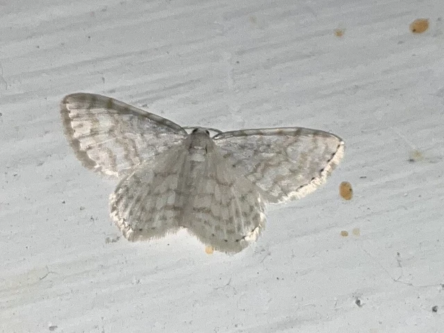 Asthena albulata - gyertyán-fehéraraszoló
