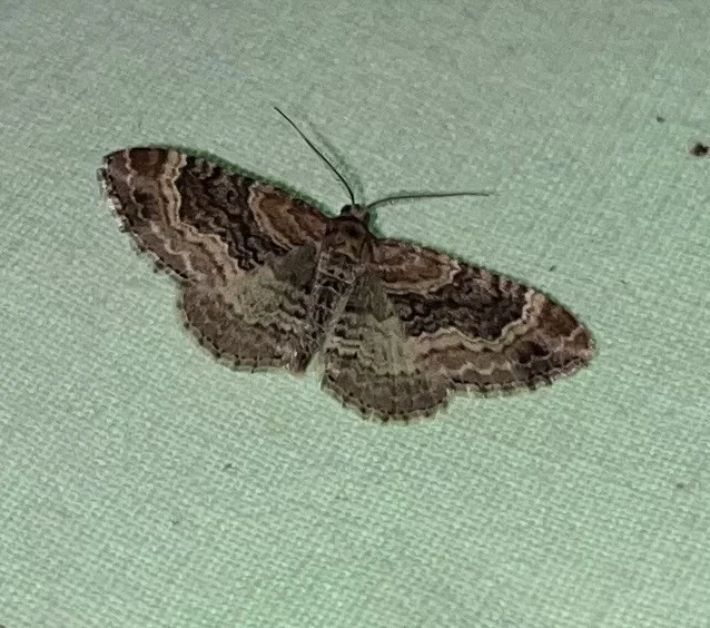 Xanthorhoe spadicearia - sávos tarkaaraszoló