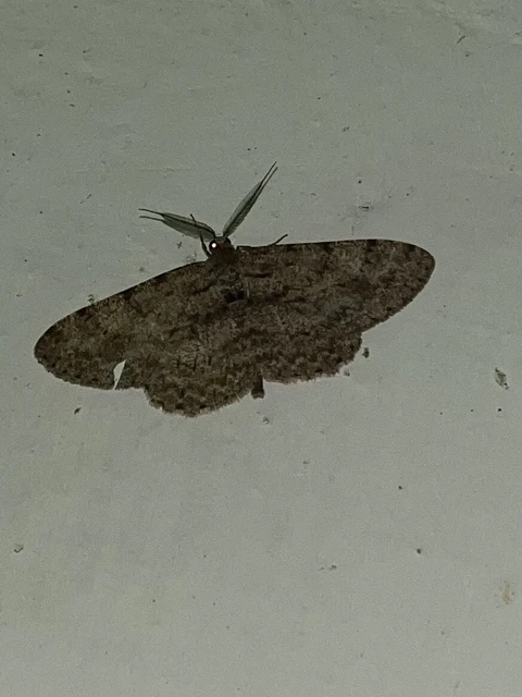 Hypomecis punctinalis - pettyes faaraszoló