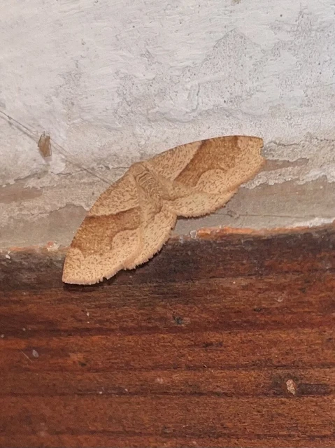 Plagodis pulveraria - szemcsés araszoló