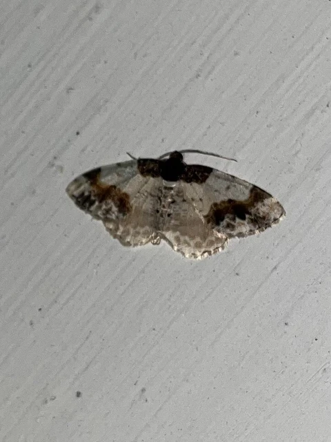Ligdia adustata - barna levélaraszoló