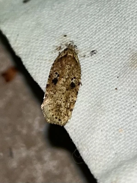 Depressariidae - laposmolyfélék