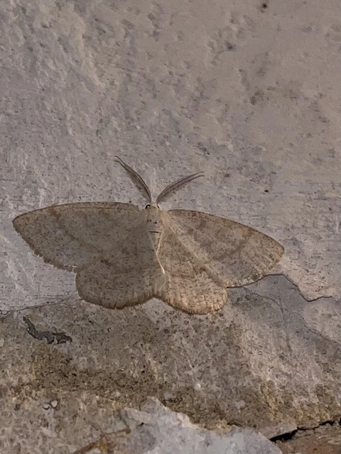 Cabera exanthemata - pettyes égeraraszoló