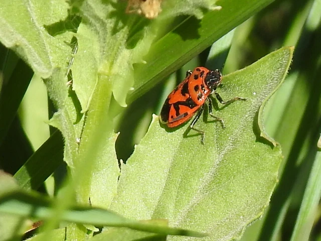 Eurydema ornata - díszespoloska Eurydema ornata - díszespoloska