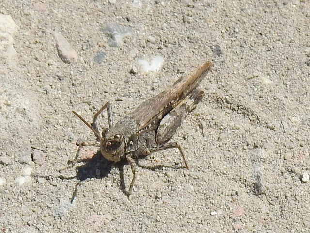 Acrotylus insubricus - önbeásósáska