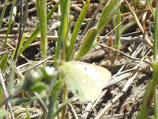 Colias