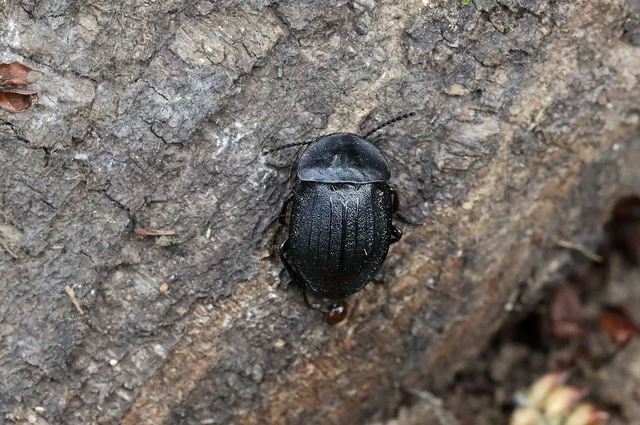 Phosphuga atrata - bordás csigarabló Phosphuga atrata - bordás csigarabló