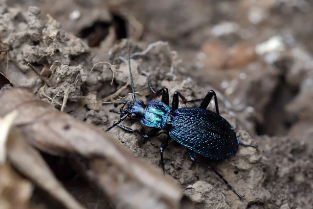 Carabus intricatus - kék laposfutrinka Carabus intricatus - kék laposfutrinka