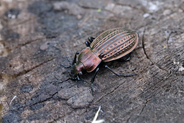 Carabus ulrichii - rezes futrinka Carabus ulrichii - rezes futrinka