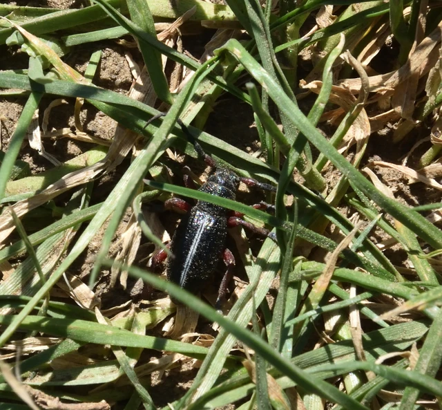 Dorcadion pedestre - kétsávos gyalogcincér Dorcadion pedestre - kétsávos gyalogcincér