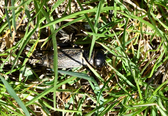Gryllus campestris - mezei tücsök Gryllus campestris - mezei tücsök