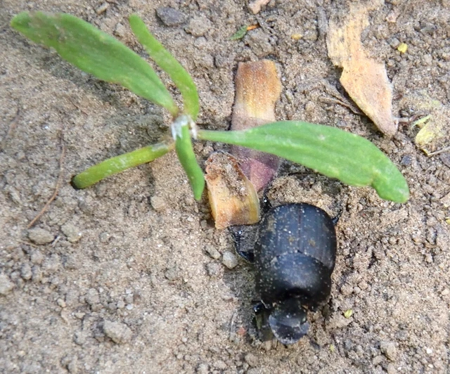 Onthophagus verticicornis - fekete trágyatúró