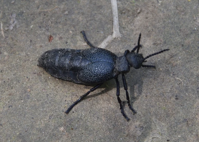 Meloe cicatricosus - óriásnünüke