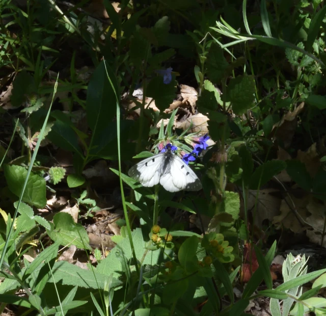 Parnassius mnemosyne - kis apollólepke