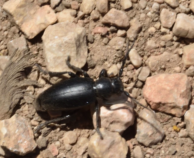 Dorcadion aethiops - fekete gyalogcincér Dorcadion aethiops - fekete gyalogcincér