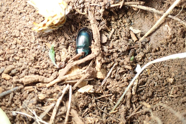 Harpalus dimidiatus - nyugati lomhafutó