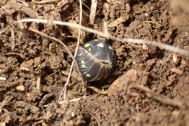 Glomeris