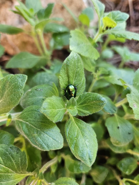 Chrysolina herbacea - zöld mentalevelész