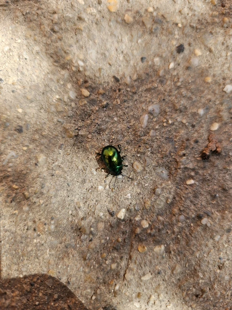 Chrysolina herbacea - zöld mentalevelész Chrysolina herbacea - zöld mentalevelész