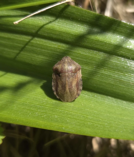 Eurygaster testudinaria - teknőspoloska Eurygaster testudinaria - teknőspoloska