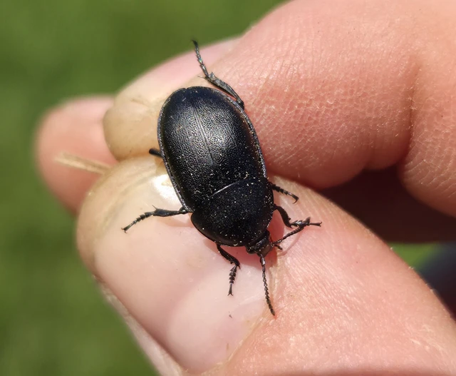 Ablattaria laevigata - sima csigarabló