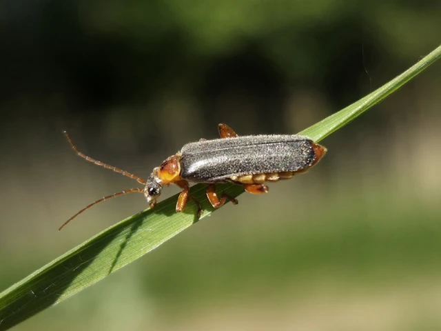 Cantharis nigricans - feketéllő lágybogár